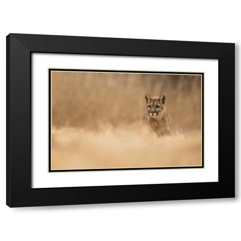 Cougar Black Modern Wood Framed Art Print with Double Matting by Zygmunt, Milan
