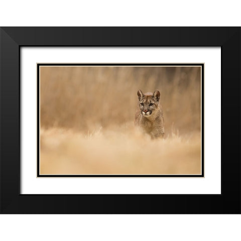 Cougar Black Modern Wood Framed Art Print with Double Matting by Zygmunt, Milan