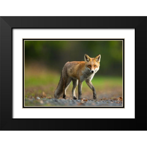Red Fox Black Modern Wood Framed Art Print with Double Matting by Zygmunt, Milan