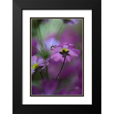 In Pink Surroundings Black Modern Wood Framed Art Print with Double Matting by Westum, Heidi