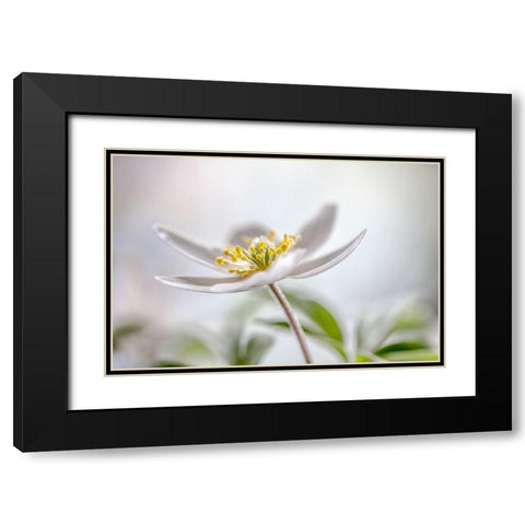 Wood Anemone Black Modern Wood Framed Art Print with Double Matting by Disher, Mandy