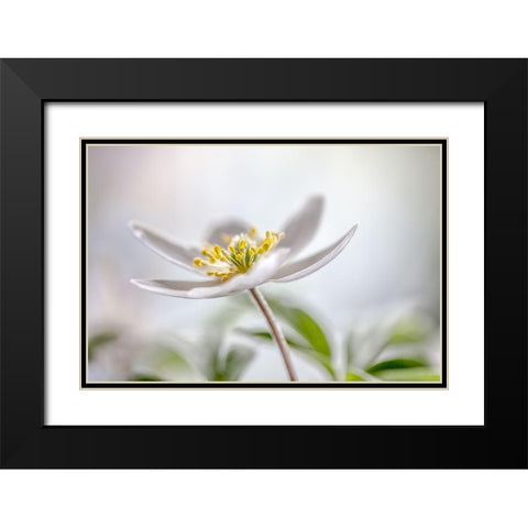 Wood Anemone Black Modern Wood Framed Art Print with Double Matting by Disher, Mandy