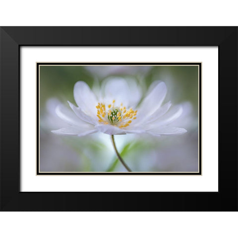 Nemorosa Nirvana Black Modern Wood Framed Art Print with Double Matting by Disher, Mandy