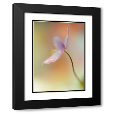 Tender Spring Black Modern Wood Framed Art Print with Double Matting by Westum, Heidi