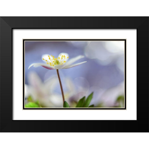Purple Spring Black Modern Wood Framed Art Print with Double Matting by Westum, Heidi