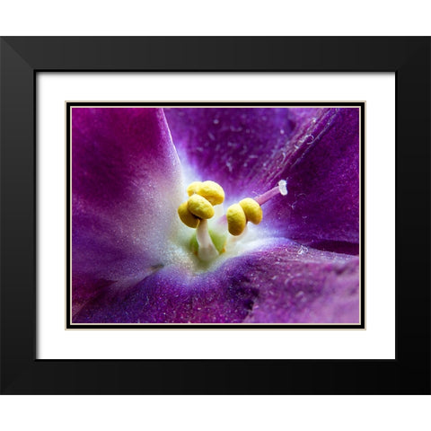 Violet Black Modern Wood Framed Art Print with Double Matting by Markovic, Vojislav