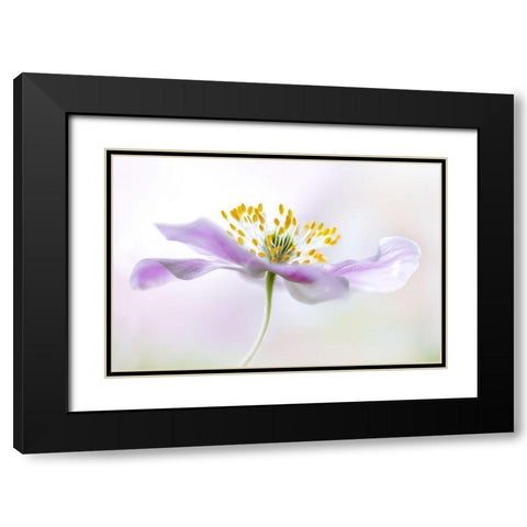 Wood Anemone Black Modern Wood Framed Art Print with Double Matting by Disher, Mandy