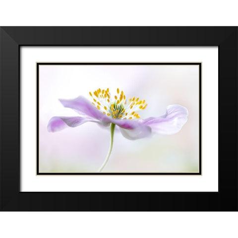 Wood Anemone Black Modern Wood Framed Art Print with Double Matting by Disher, Mandy