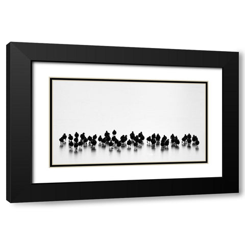 Eurasian Coots Black Modern Wood Framed Art Print with Double Matting by Vasilev, Yordan