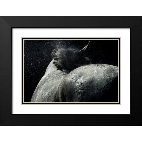Horse Power Black Modern Wood Framed Art Print with Double Matting by Malovrh, Milan