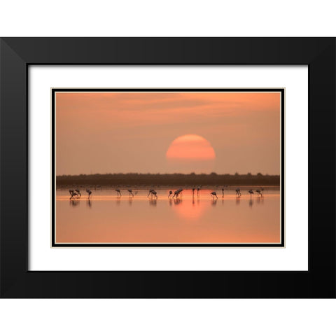 Flamingos At Sunrise Black Modern Wood Framed Art Print with Double Matting by Gil Raga, Joan
