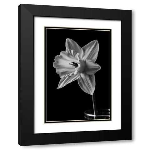 Narcissus May 2015 Black Modern Wood Framed Art Print with Double Matting by M. Fielding, Edward