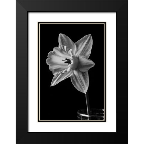 Narcissus May 2015 Black Modern Wood Framed Art Print with Double Matting by M. Fielding, Edward