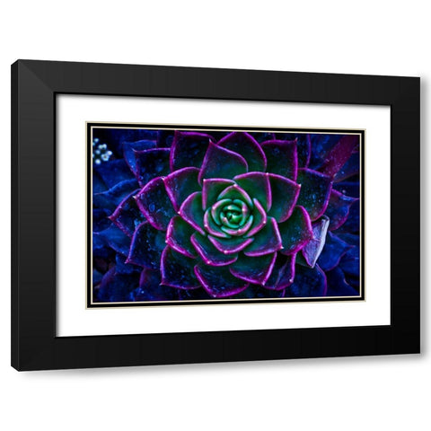 Wild Flowers Black Modern Wood Framed Art Print with Double Matting by Pandya, Hardik
