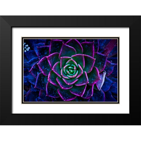 Wild Flowers Black Modern Wood Framed Art Print with Double Matting by Pandya, Hardik