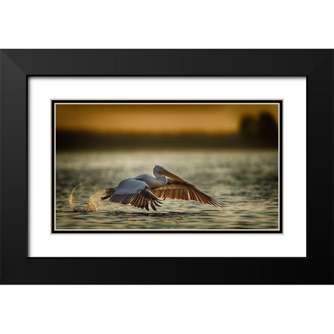 Pelican Take Off...2 Black Modern Wood Framed Art Print with Double Matting by Akpinar, Baris