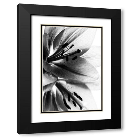 Lily Black Modern Wood Framed Art Print with Double Matting by Koenig, Andre