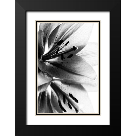 Lily Black Modern Wood Framed Art Print with Double Matting by Koenig, Andre