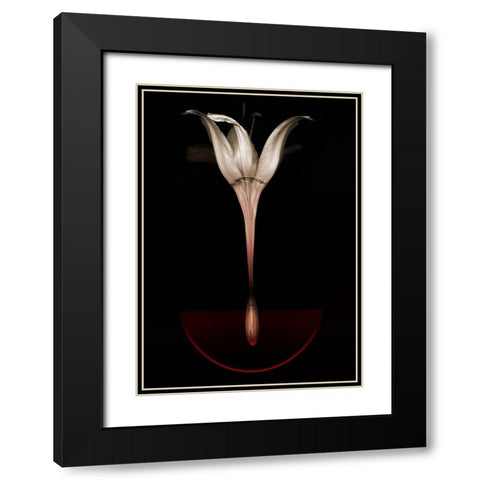 Floating Lily Black Modern Wood Framed Art Print with Double Matting by Lilja, Johan