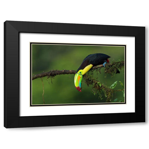The Colors Of Costa Rica Black Modern Wood Framed Art Print with Double Matting by Ferretto, Fabio