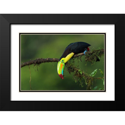 The Colors Of Costa Rica Black Modern Wood Framed Art Print with Double Matting by Ferretto, Fabio