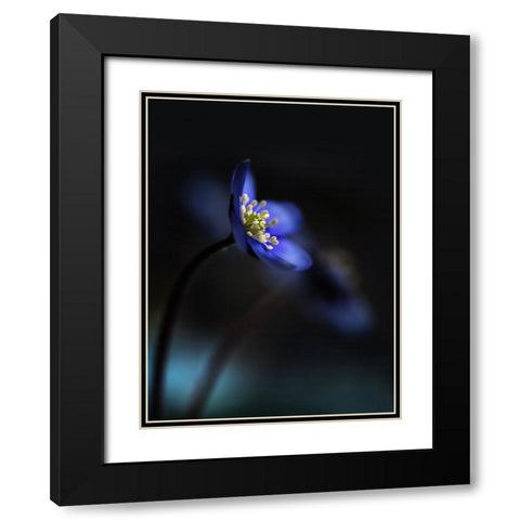 Hepatica Nobilis Ll Black Modern Wood Framed Art Print with Double Matting by Westum, Heidi
