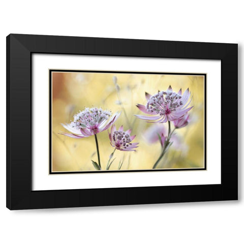 Astrantia Major Black Modern Wood Framed Art Print with Double Matting by Disher, Mandy