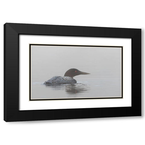 Common Loon In Early Morning Fog Black Modern Wood Framed Art Print with Double Matting by Cumming, Jim