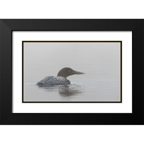 Common Loon In Early Morning Fog Black Modern Wood Framed Art Print with Double Matting by Cumming, Jim
