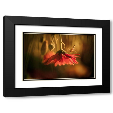 Nous Venons En Paix Black Modern Wood Framed Art Print with Double Matting by BRAVIN, Fabien