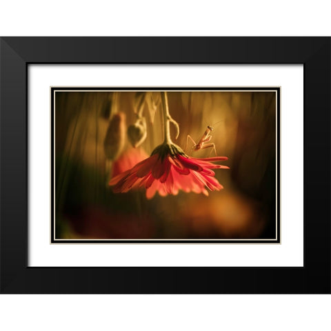 Nous Venons En Paix Black Modern Wood Framed Art Print with Double Matting by BRAVIN, Fabien