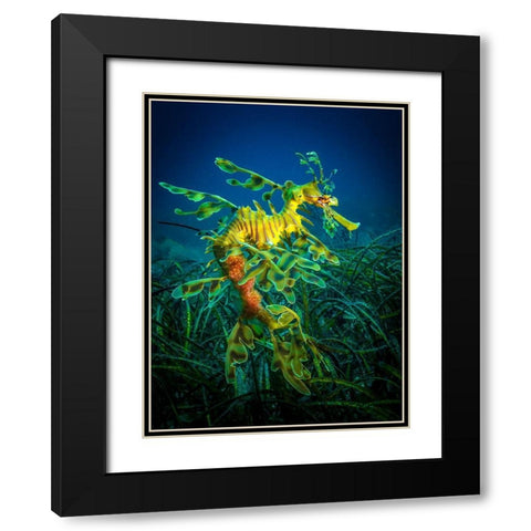 Leafy Sea Dragon - Male With Eggs Black Modern Wood Framed Art Print with Double Matting by Abadschieff, Jan