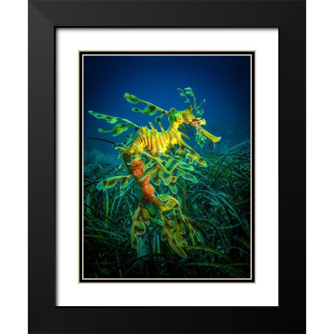 Leafy Sea Dragon - Male With Eggs Black Modern Wood Framed Art Print with Double Matting by Abadschieff, Jan