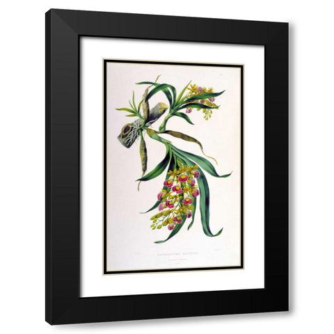 Orchid, Galeandra Baueri Black Modern Wood Framed Art Print with Double Matting by Withers, Augusta