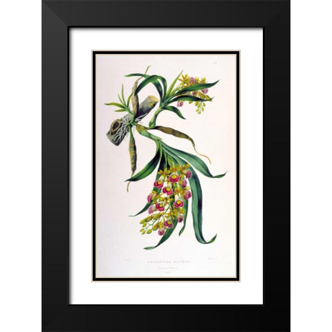 Orchid, Galeandra Baueri Black Modern Wood Framed Art Print with Double Matting by Withers, Augusta