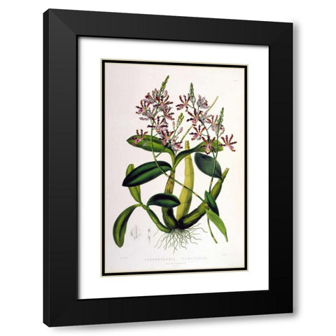 Orchid, Schomburgkia Tibicinus Black Modern Wood Framed Art Print with Double Matting by Withers, Augusta
