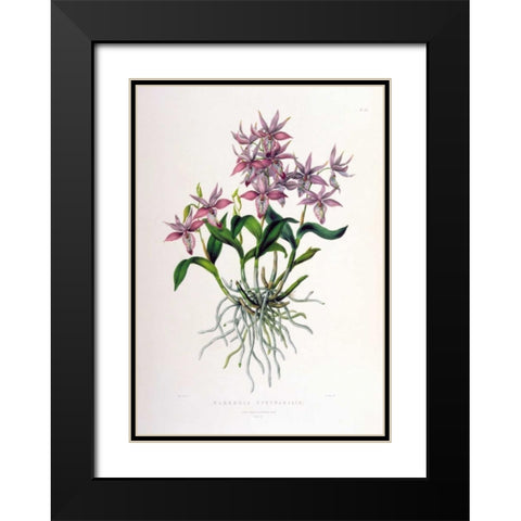 Orchid, Barkeria Spectabilis Black Modern Wood Framed Art Print with Double Matting by Withers, Augusta