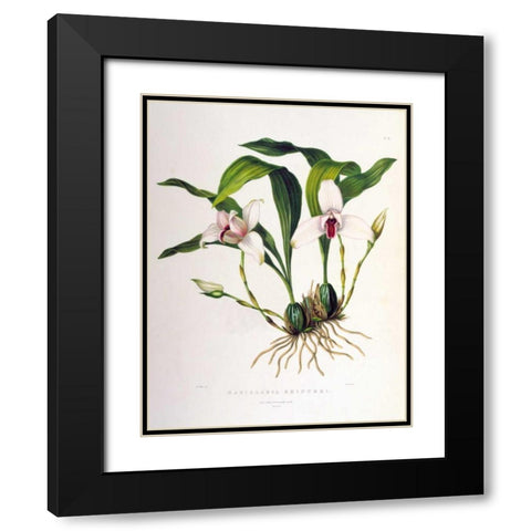 Orchid, Maxillaria Skinneri Black Modern Wood Framed Art Print with Double Matting by Withers, Augusta