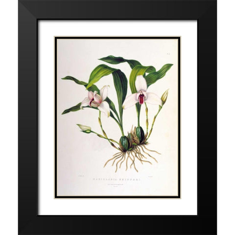Orchid, Maxillaria Skinneri Black Modern Wood Framed Art Print with Double Matting by Withers, Augusta