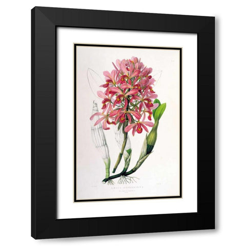 Orchid, Laelia Superbiens Black Modern Wood Framed Art Print with Double Matting by Withers, Augusta