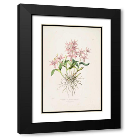 Orchid, Barkeria Spectabilis Black Modern Wood Framed Art Print with Double Matting by Withers, Augusta