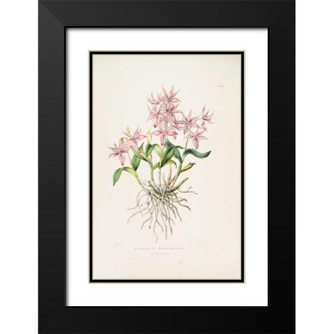Orchid, Barkeria Spectabilis Black Modern Wood Framed Art Print with Double Matting by Withers, Augusta