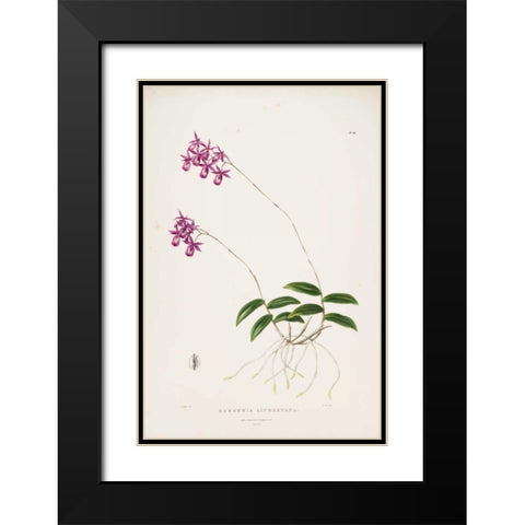 Orchid, Barkeria Lindleyana Black Modern Wood Framed Art Print with Double Matting by Withers, Augusta