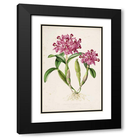 Orchid, Catleya Skinneri Black Modern Wood Framed Art Print with Double Matting by Withers, Augusta