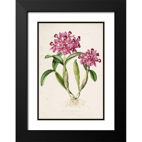 Orchid, Catleya Skinneri Black Modern Wood Framed Art Print with Double Matting by Withers, Augusta