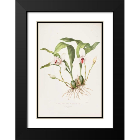 Orchid, Maxillaria Skinneri Black Modern Wood Framed Art Print with Double Matting by Withers, Augusta