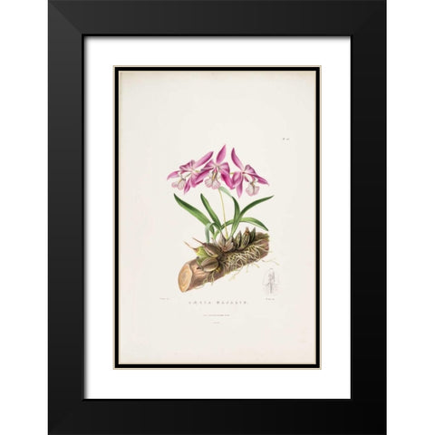 Orchid, Laelia Majalis Black Modern Wood Framed Art Print with Double Matting by Withers, Augusta