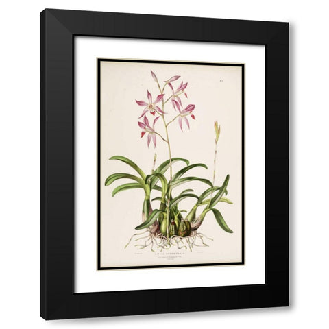 Orchid, Laela Autumnalis Black Modern Wood Framed Art Print with Double Matting by Withers, Augusta