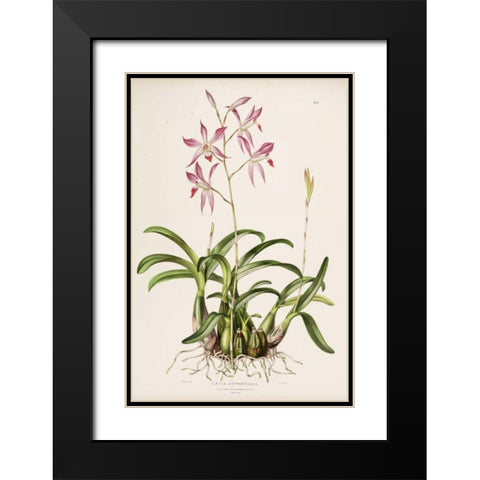 Orchid, Laela Autumnalis Black Modern Wood Framed Art Print with Double Matting by Withers, Augusta