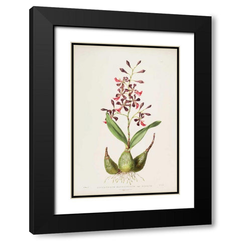 Orchid, Epidendrum Macrochilum Black Modern Wood Framed Art Print with Double Matting by Withers, Augusta